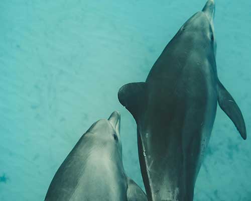 swim with dolphin